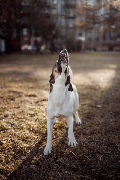 Um cão brincando no parque pela manhã — Fotografia de Stock