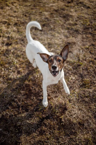 朝公園で遊んでいる犬 — ストック写真