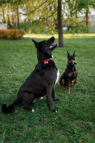 Sabahları parkta oynayan bir köpek.