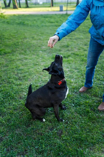 Parkta köpek eğiten kızlar.