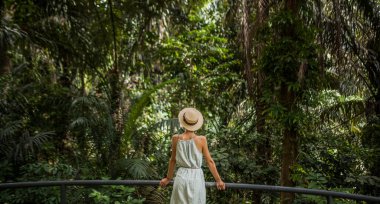 Yeşil ormanda büyük ağaçlar