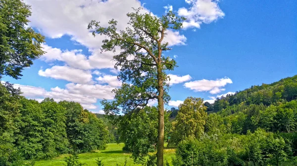 Foto Horizonte Natureza Checa Com Árvore Meio Vista — Fotografia de Stock