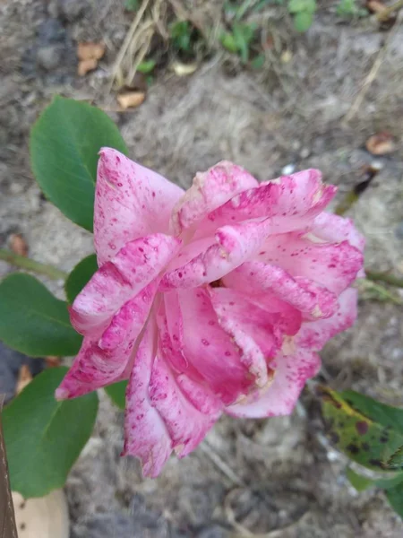 Розовая роза в саду летом, яркая — стоковое фото