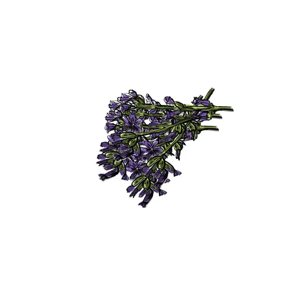 Flor de lavanda. Diseño del logotipo. Tarjeta o estandarte. Vector dibujado a mano — Vector de stock