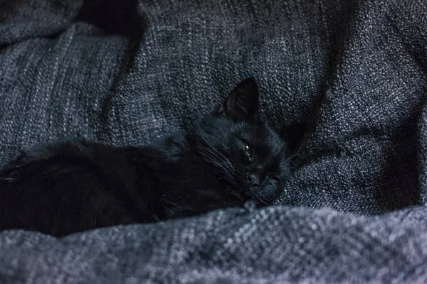 Black cat sleep on grey textile bedspread