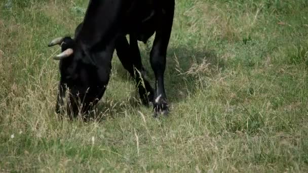 Kuh Auf Einer Weide — Stockvideo
