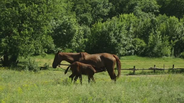 Paard Een Weide Grazen — Stockvideo