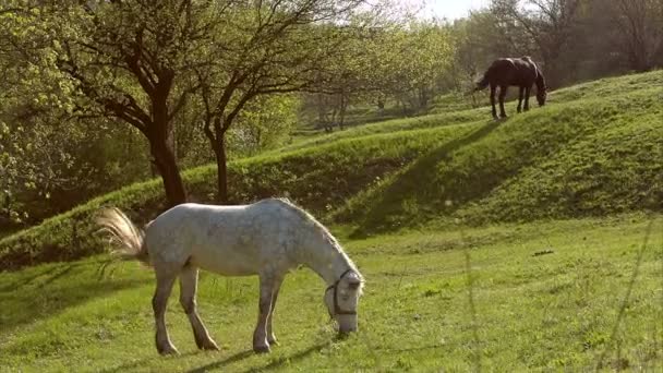 Paarden Een Landschap Van Veld — Stockvideo