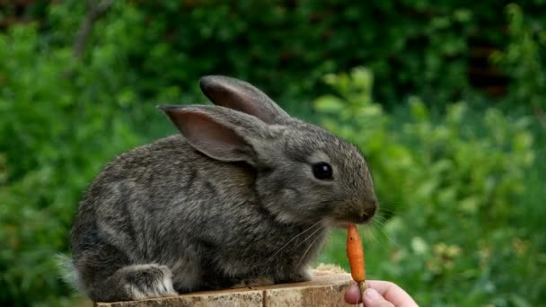 Video Vom Kaninchen Das Tier Füttert — Stockvideo