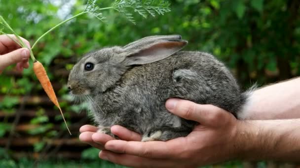 Rabbit. Feeding animal — Stock Video © dimabl #109327918