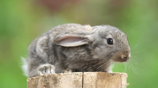 Kaninchen Ist Schönes Tier Der Natur — Stockvideo