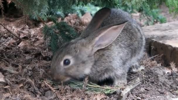 Kaninchen Ist Schönes Tier Der Natur — Stockvideo