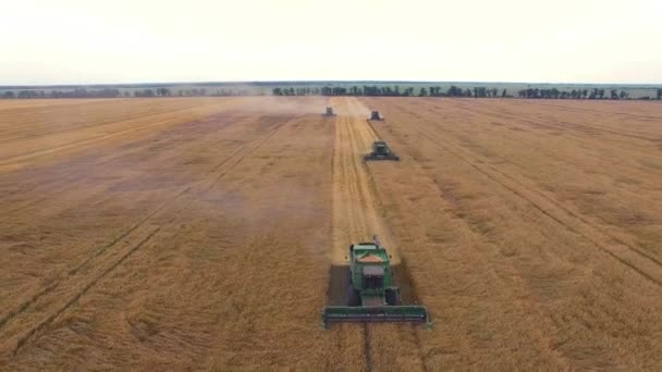 空中の小麦収穫のビデオ — ストック動画
