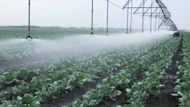 Irrigação Campo Repolho — Vídeo de Stock