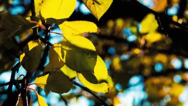 Φθινοπωρινά Κίτρινα Φύλλα Ένα Δέντρο — Αρχείο Βίντεο