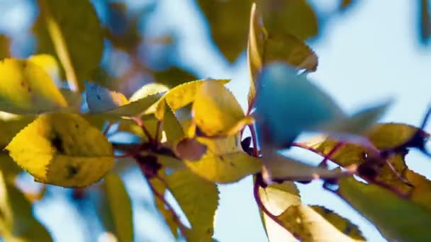 Foglie Gialle Autunno Albero — Video Stock