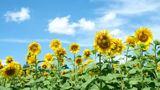 Field Sunflowers Landscape — Stock Video