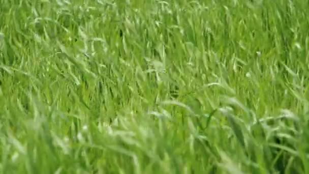 Grasgrüne Feldlandschaft — Stockvideo