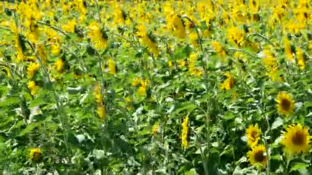 Campo Girasoles Paisaje — Vídeo de stock