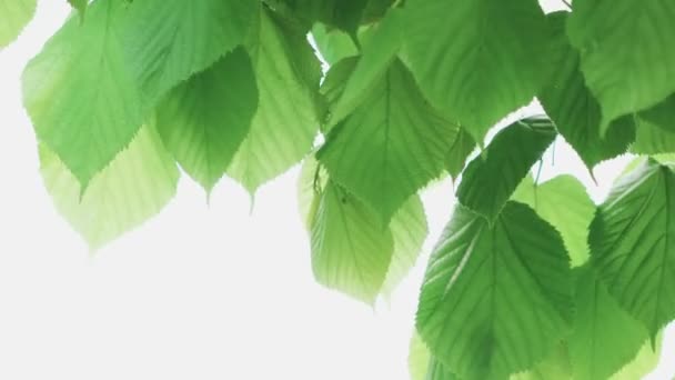 白地に孤立した緑の葉 — ストック動画