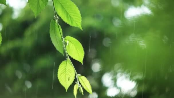 Green Leaves Rainy Weather — Stock Video