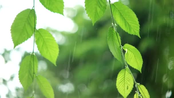 Grüne Blätter Bei Regenwetter — Stockvideo