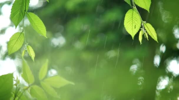Green Leaves Rainy Weather — Stock Video