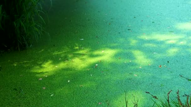 湖の藻類からの緑のスライム — ストック動画