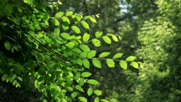 Groene Lente Boom Regenachtig Weer — Stockvideo