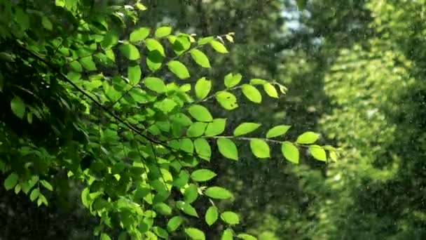 Zelená Jarní Strom Deštivém Počasí — Stock video