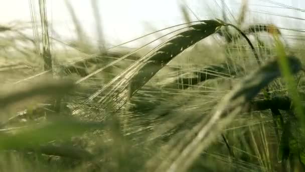 Paisagem Campo Trigo Verde — Vídeo de Stock