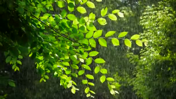 Green Spring Tree Rainy Weather — Stock Video