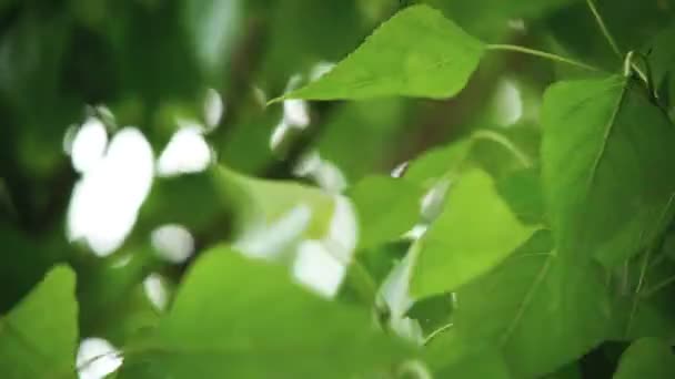 Leaves Backlit Summer Poplar Tree — Stock Video