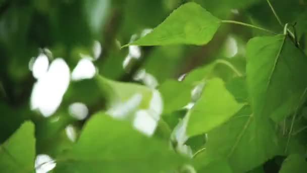 Folhas Backlit Verão Álamo Árvore — Vídeo de Stock