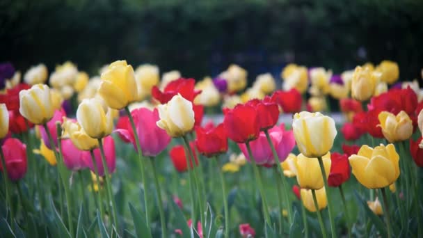 Primavera Flores Tulipanes Paisaje — Vídeos de Stock