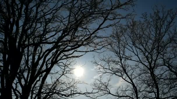 Sol Brilha Através Árvores Fundo Azul Céu — Vídeo de Stock