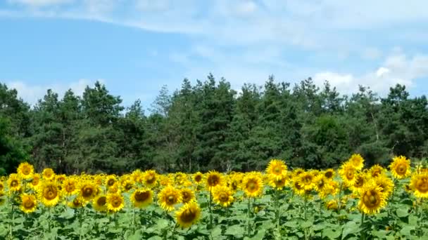 Tournesols Contre Ciel Bleu — Video