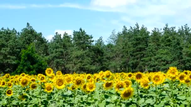 Girasoli Contro Cielo Blu — Video Stock