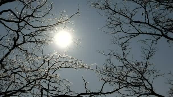 雪が太陽の光で輝く ストック映像