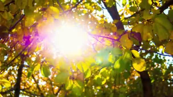 Soleil Travers Les Feuilles Jaunes — Video