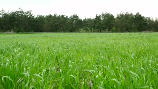 Campo Trigo Floresta — Vídeo de Stock