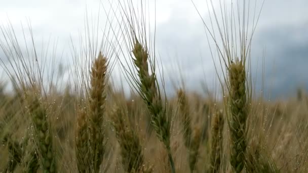 Gelbe Weizenfelder Landschaft Lizenzfreies Stock-Filmmaterial