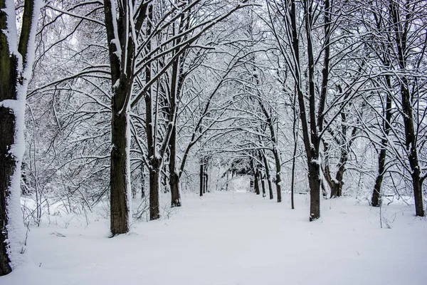 Paisagem Inverno Parque Floresta Árvores Neve Kiev Ucrânia — Fotografia de Stock