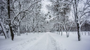 Kar yağışı Park, Kiev, Ukrayna. Güzel manzara. Kış orman