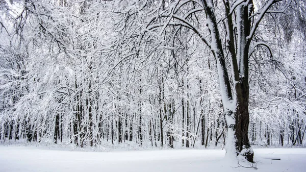 Queda Neve Parque Kiev Ucrânia Bela Paisagem Floresta Inverno — Fotografia de Stock