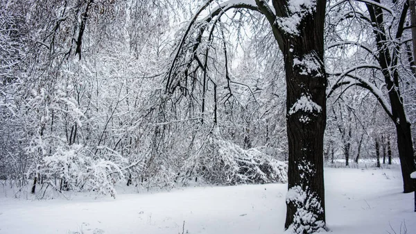 Снегопад Парке Киев Украина Красивый Пейзаж Зимний Лес — стоковое фото