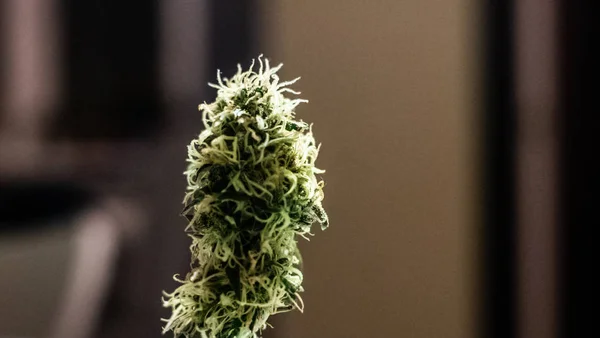 Ιατρική Μαριχουάνα Μπουμπούκια Γκρο Πλαν Grownim Cannabis Εσωτερική Hareves — Φωτογραφία Αρχείου