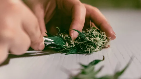 Aparar Botões Marijuana Medicinal Close Mãos Mulher Colheita Cannabis — Fotografia de Stock
