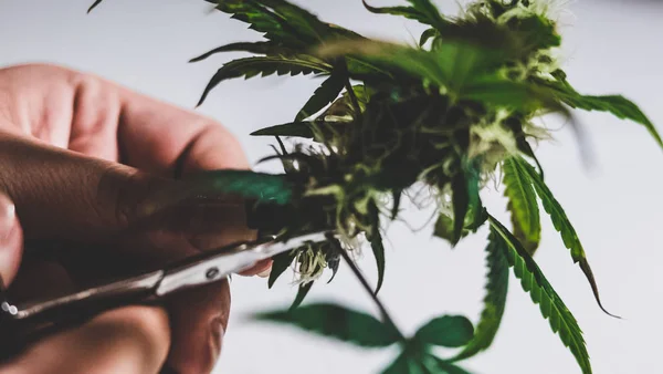 Aparar Botões Marijuana Medicinal Close Mãos Mulher Colheita Cannabis — Fotografia de Stock
