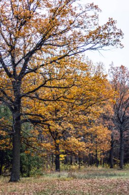 Sonbahar ağaçlar, yapraklar. Güzel sonbahar manzara. Uman, Ukrayna. Avrupa'nın en güzel yer. Ulusal Ukrayna park Sofiivka
